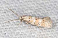 Elachista gormella