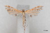 Capperia hellenica