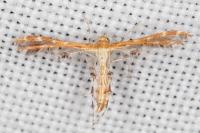 Capperia hellenica