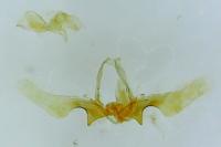 Ancylis comptana