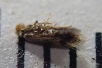 Ectoedemia