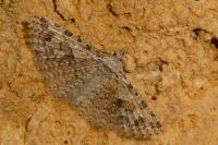 Alucita hexadactyla