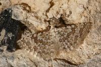 Alucita cancellata