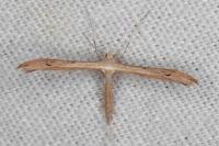 Stenoptilia stigmatodactyla