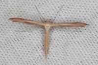 Stenoptilia stigmatodactyla