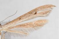 Stenoptilia stigmatodactyla