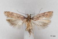 Chionodes distinctella