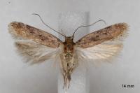 Chionodes distinctella