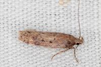 Chionodes distinctella