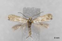 Elachista lugdunensis
