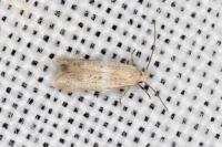 Elachista lugdunensis