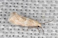 Elachista lugdunensis