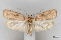 Agonopterix arenella