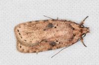 Agonopterix arenella