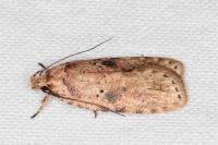 Agonopterix arenella
