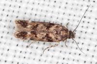 Caryocolum alsinellum