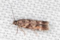 Caryocolum alsinellum