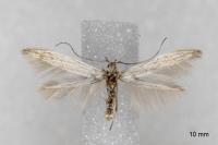 Coleophora dianthi