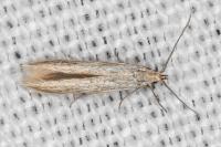 Coleophora dianthi