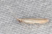 Coleophora dianthi