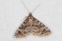 Alucita huebneri