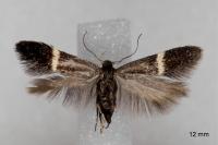 Aproaerema cinctella