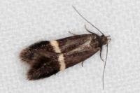 Aproaerema cinctella