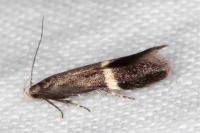 Aproaerema cinctella