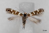 Oxypteryx mirusella