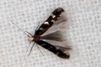 Oxypteryx mirusella