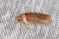 Agonopterix cnicella