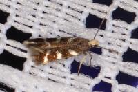 Oxypteryx wilkella