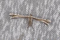 Gypsochares bigoti