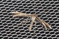 Gypsochares bigoti