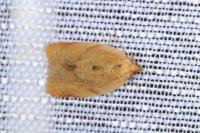 Clepsis consimilana