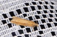 Eucosma obumbratana