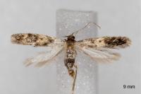 Apatema mediopallidum
