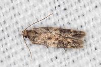 Apatema mediopallidum