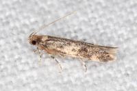 Apatema mediopallidum