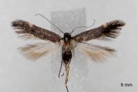 Oxypteryx immaculatella