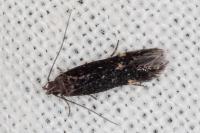 Oxypteryx immaculatella