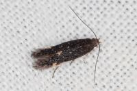 Oxypteryx immaculatella