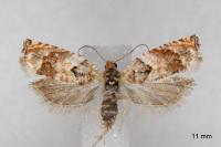 Gypsonoma minutana