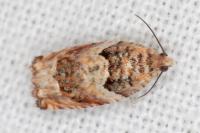 Gypsonoma minutana