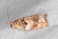 Gypsonoma minutana