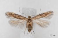 Ephysteris promptella