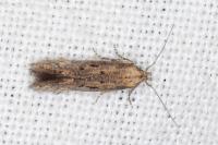 Ephysteris promptella