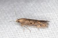 Ephysteris promptella