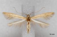 Batrachedra parvulipunctella