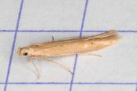 Batrachedra parvulipunctella
